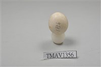 藏品(翠鳥卵)的圖片